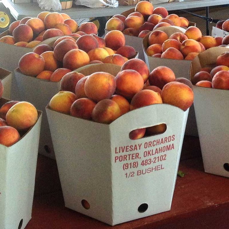 Is the rivalry real? Yes—but harvest timing explains much of it