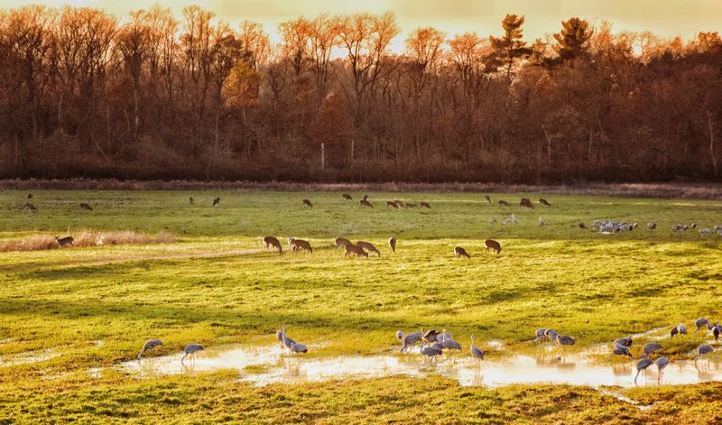 Jasper-Pulaski Fish & Wildlife Area, Medaryville, Indiana Jasper-Pulaski Fish & Wildlife Area, Medaryville, Indiana