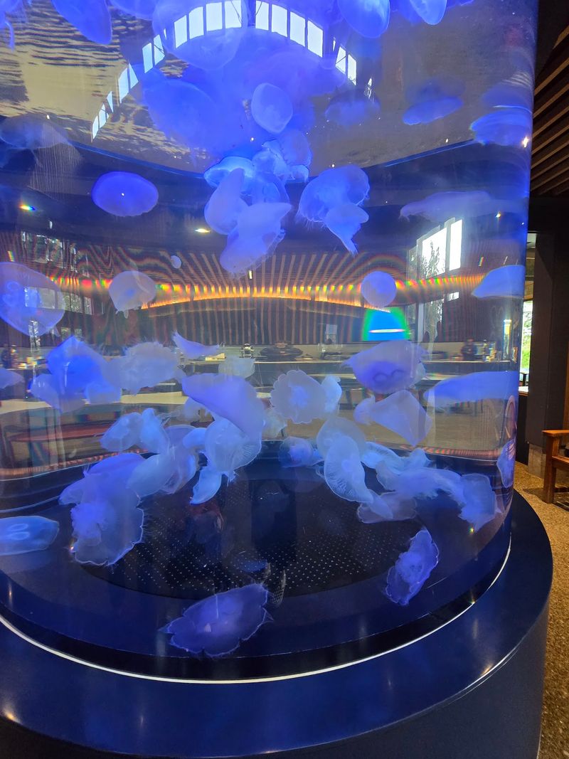 Jellyfish Gallery: Slow, Glowing, and Oddly Calming Jellyfish Gallery: Slow, Glowing, and Oddly Calming