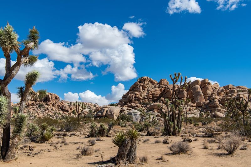 Joshua Tree National Park, California Joshua Tree National Park, California