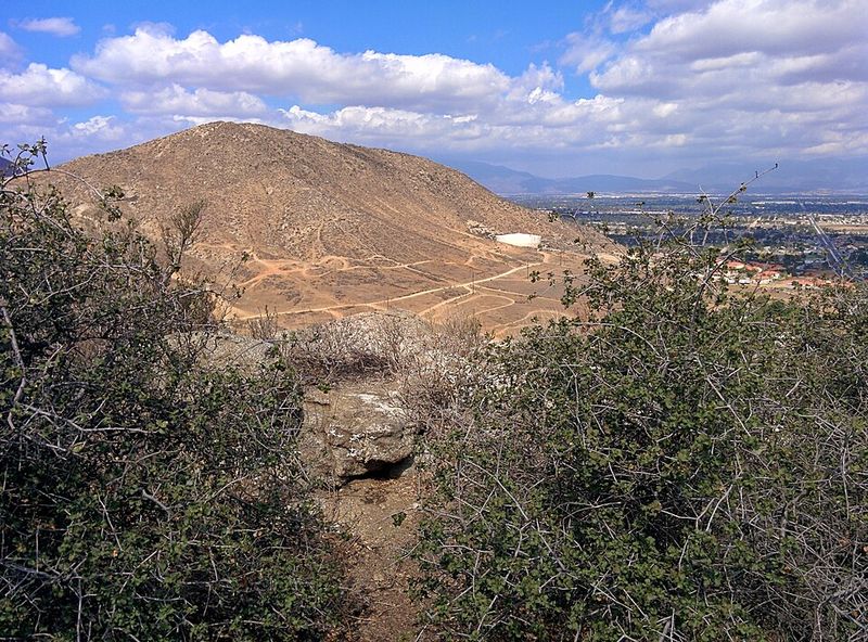 Jurupa Oak: About 13,000 Years Old Jurupa Oak: About 13,000 Years Old