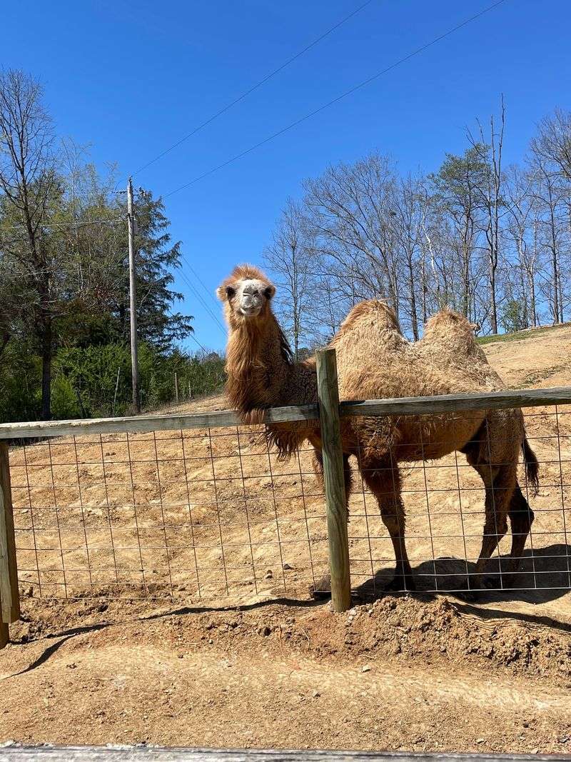 Kangaroos, Camels, and Unexpected Neighbors Kangaroos, Camels, and Unexpected Neighbors