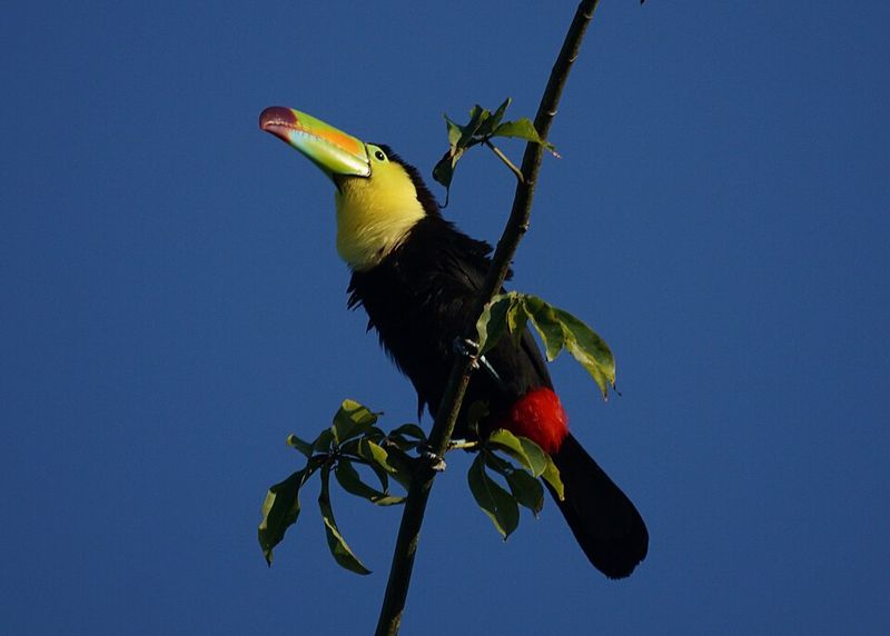 Keel-billed Toucan - Belize