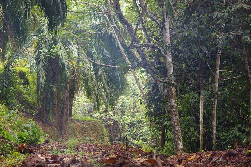 Kinabatangan Wildlife Sanctuary, Kinabatangan, Sabah, Malaysia Kinabatangan Wildlife Sanctuary, Kinabatangan, Sabah, Malaysia