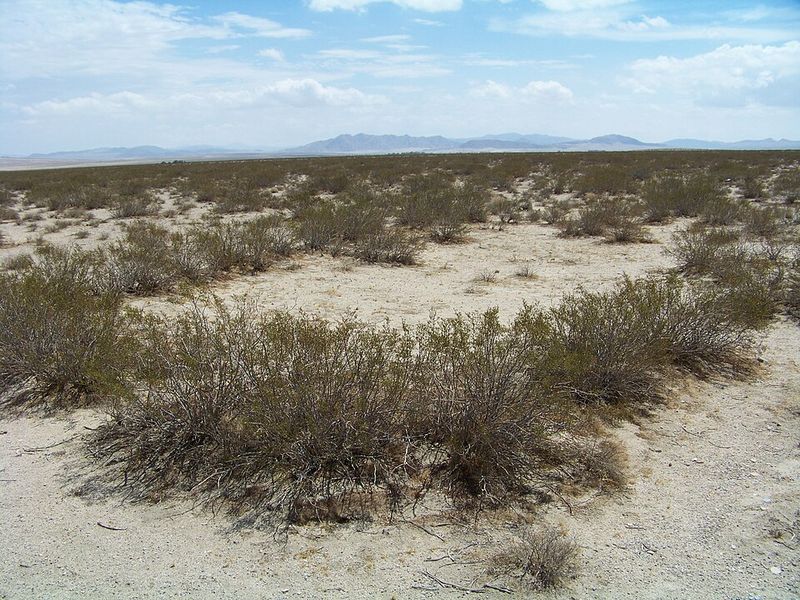 King Clone Creosote Bush: About 11,700 Years Old King Clone Creosote Bush: About 11,700 Years Old