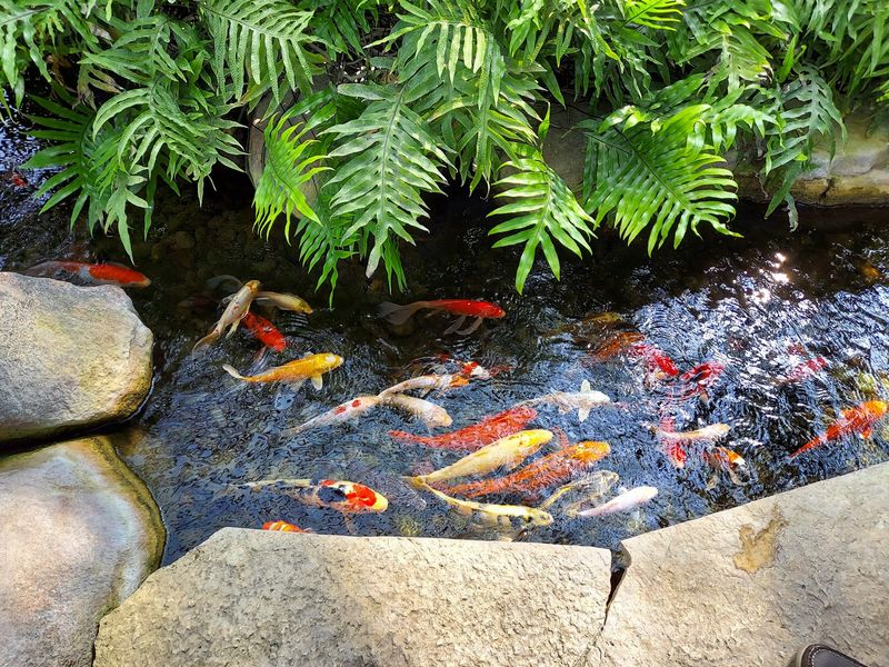Koi Ponds, Streams, and Water Features Throughout the Garden