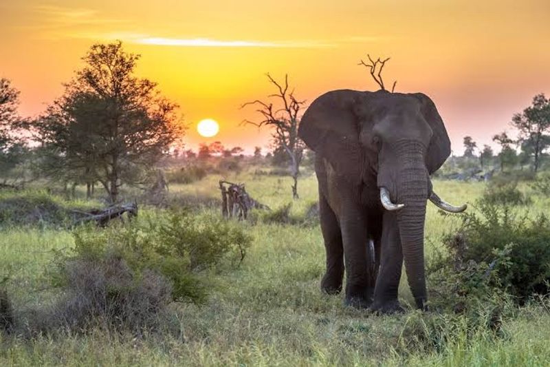 Kruger National Park, South Africa Kruger National Park, South Africa