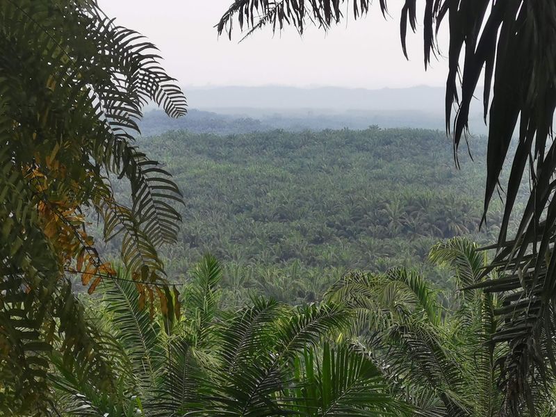 Kulamba Wildlife Reserve, Sabah, Malaysia Kulamba Wildlife Reserve, Sabah, Malaysia