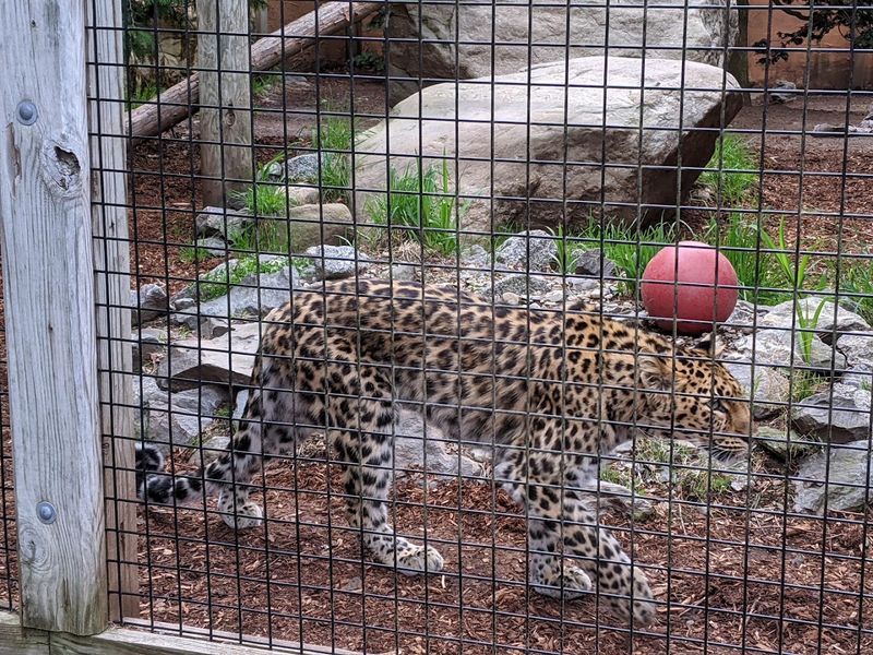Lacey the Amur Leopard and the Rescue Residents Lacey the Amur Leopard and the Rescue Residents