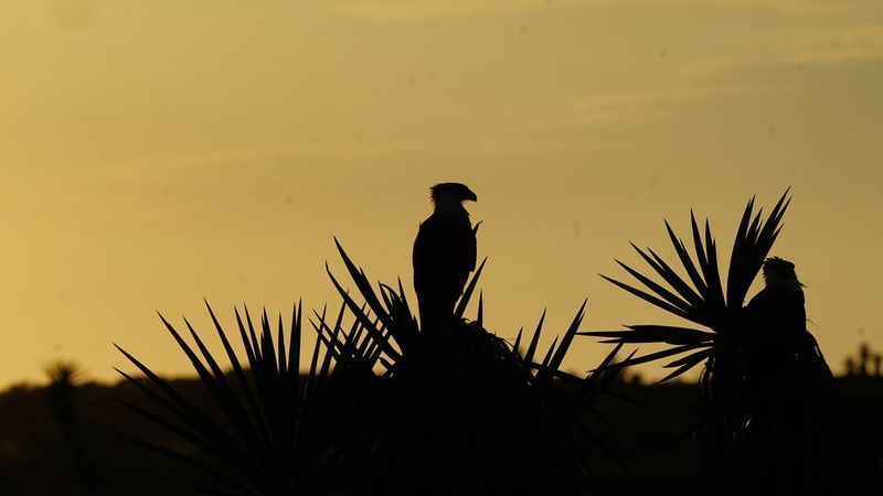 Laguna Atascosa National Wildlife Refuge, Los Fresnos, Texas