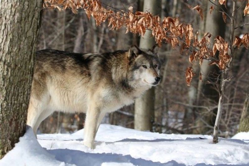 Lakota Wolf Preserve, Columbia, NJ Lakota Wolf Preserve, Columbia, NJ