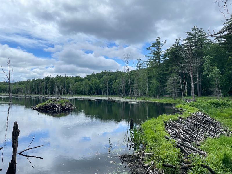 Lastowka Pond and Its Busy Beaver Residents Lastowka Pond and Its Busy Beaver Residents