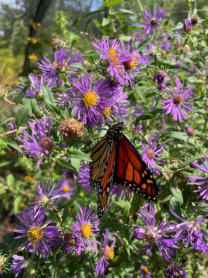 Late-Summer Butterflies In The Spotlight Late-Summer Butterflies In The Spotlight