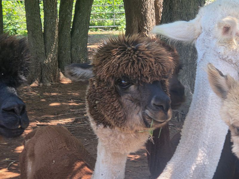 Learning About Alpaca Fleece and Fiber