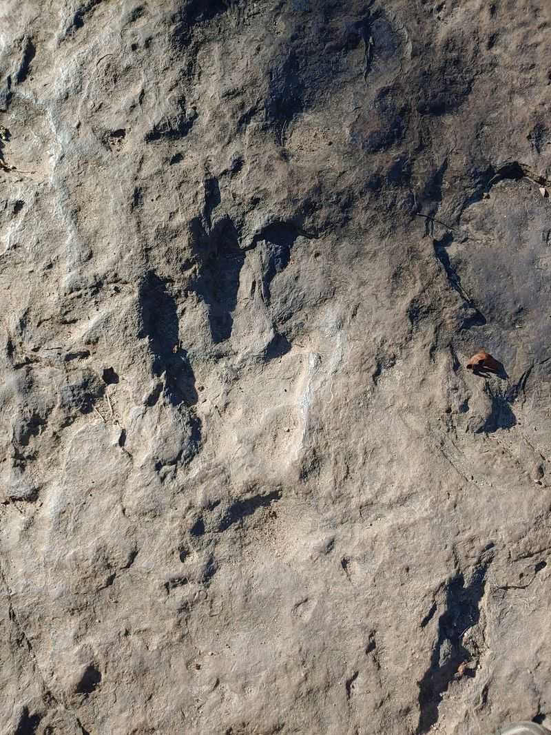 Learning to Spot the Tracks