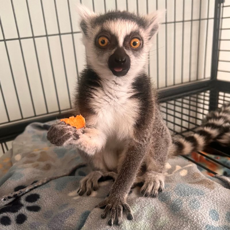 Lemurs, Guinea Pigs, and a Cast of Exotics Lemurs, Guinea Pigs, and a Cast of Exotics