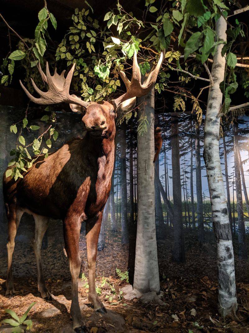 Lifelike Dioramas That Steal the Show Lifelike Dioramas That Steal the Show