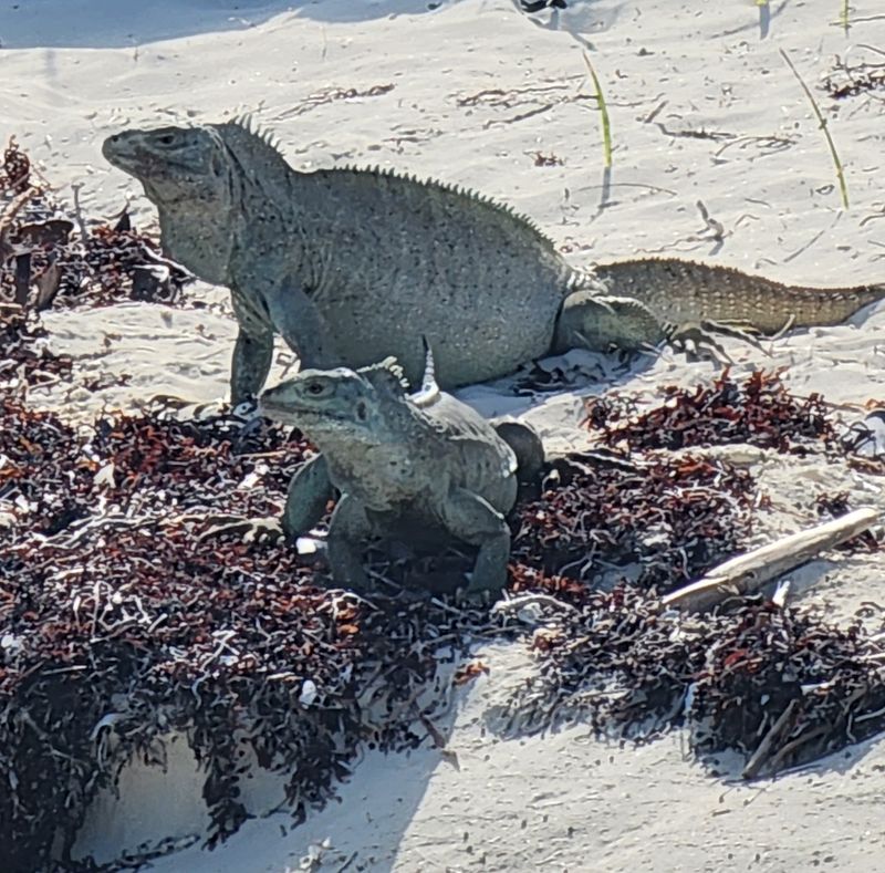 Little Water Cay, Turks and Caicos Islands Little Water Cay, Turks and Caicos Islands