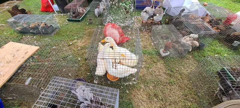 Live Animals and Farm-Fresh Produce Live Animals and Farm-Fresh Produce