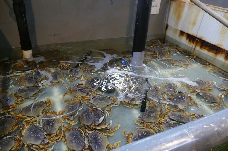 Live Crab Tank - A Crowd Favorite