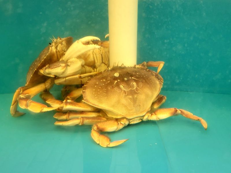 Live Crab and Lobster Straight From the Tank