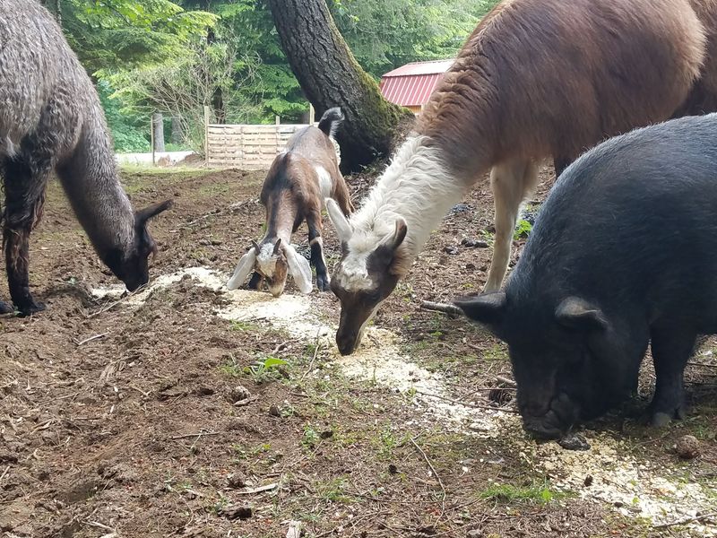 Llamas, Goats, Cows, and a Whole Cast of Characters
