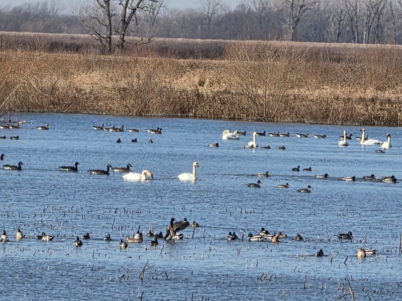 Loess Bluffs National Wildlife Refuge, Mound City, Missouri