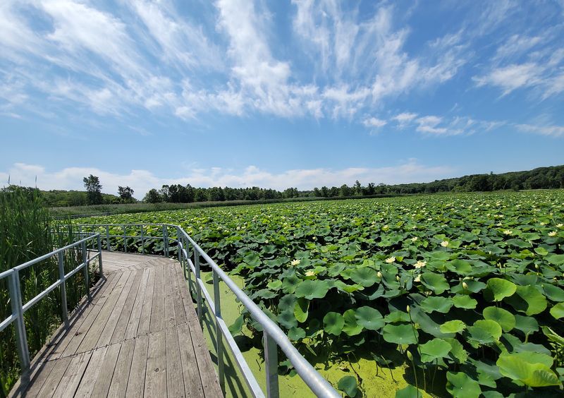 Lotus Blooms in Mid to Late Summer Lotus Blooms in Mid to Late Summer