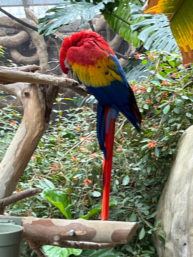 Macaw Grill and On-Site Dining Worth Mentioning Macaw Grill and On-Site Dining Worth Mentioning