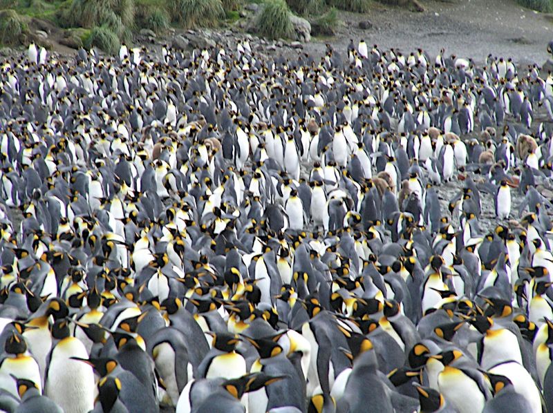 Macquarie Island, Tasmania, Australia Macquarie Island, Tasmania, Australia