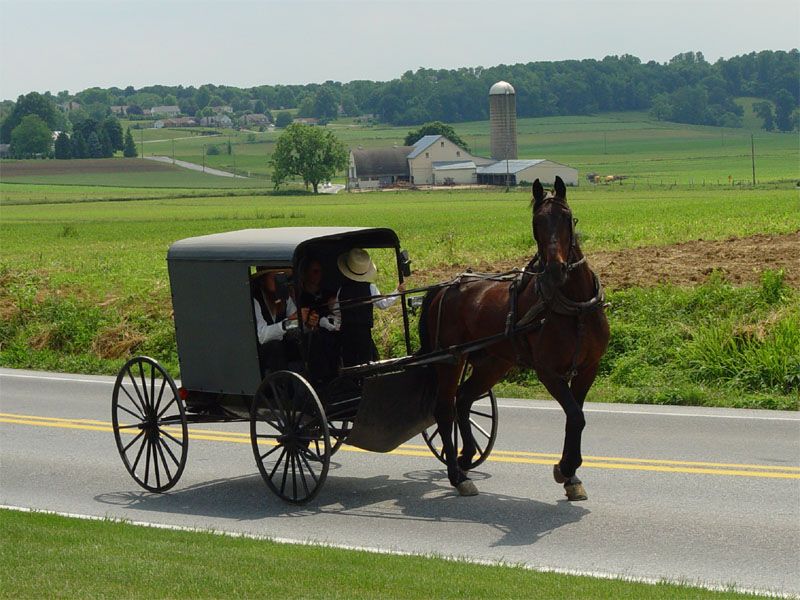 Many Amish Families Grow Some of Their Own Food Many Amish Families Grow Some of Their Own Food