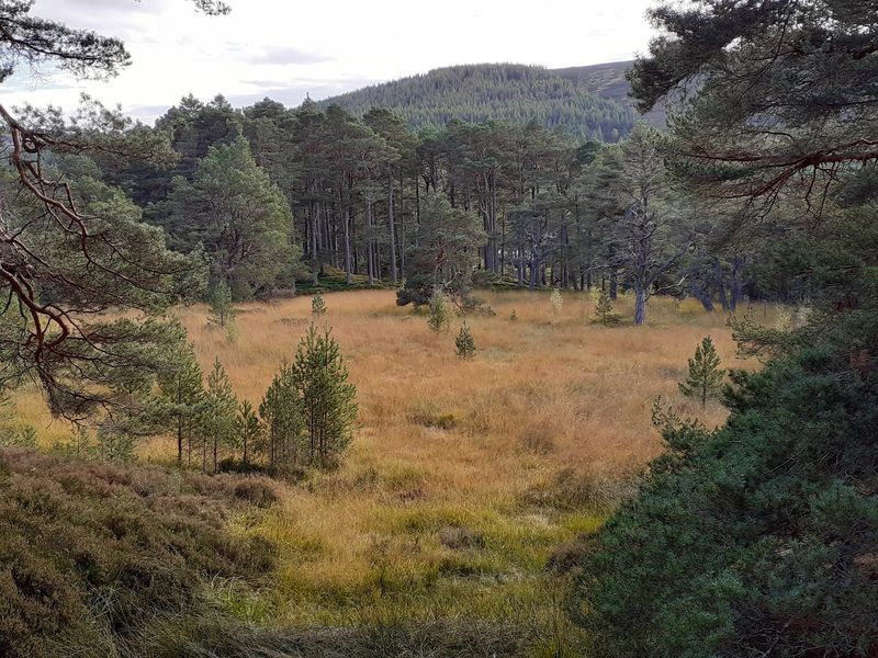Mar Lodge Estate National Nature Reserve - (National Trust for Scotland), Braemar, Aberdeenshire, Scotland Mar Lodge Estate National Nature Reserve - (National Trust for Scotland), Braemar, Aberdeenshire, Scotland