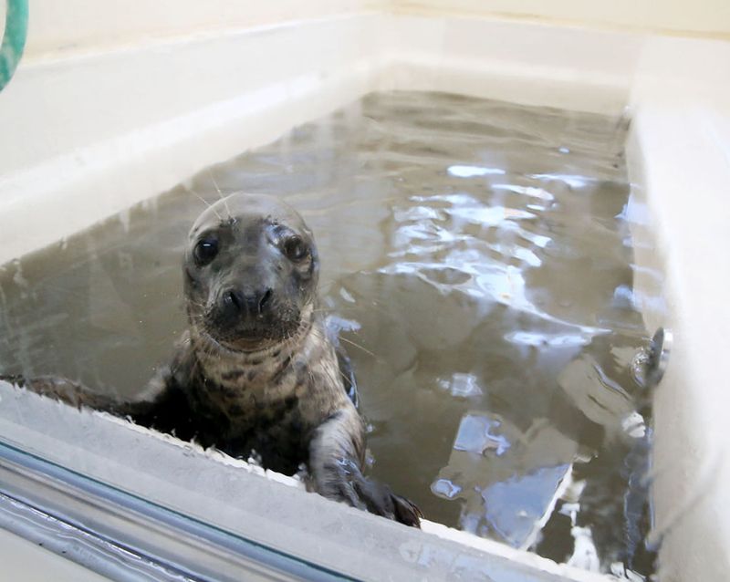 Marine Mammal Stranding Center, Brigantine, NJ Marine Mammal Stranding Center, Brigantine, NJ