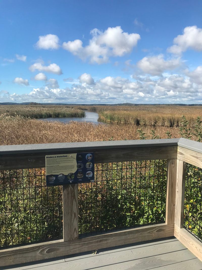 Marsh Overlooks and Birdwatching Spots Marsh Overlooks and Birdwatching Spots