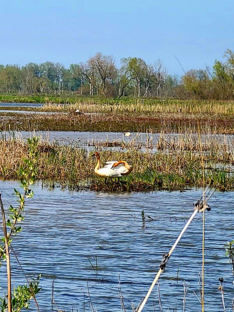 Marshes and Open Water That Make It All Possible