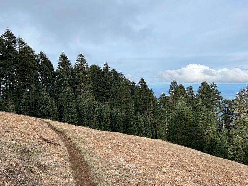Marys Peak East Ridge Trail - Near Corvallis