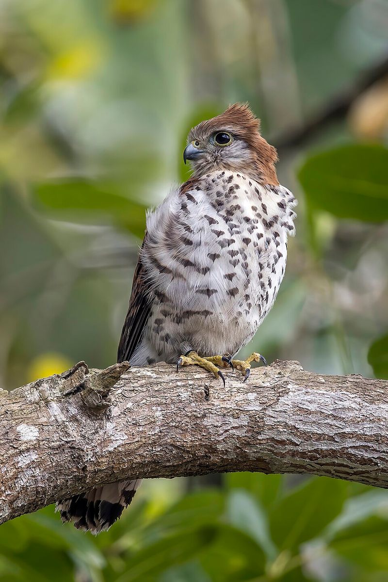 Mauritius Kestrel Mauritius Kestrel