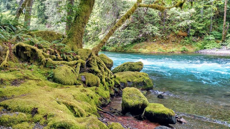 McKenzie River - East of Eugene McKenzie River - East of Eugene