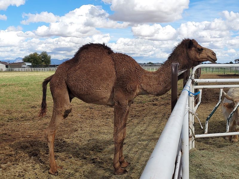 Meet Groot the Camel Meet Groot the Camel