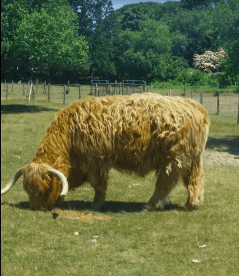 Meet Spaghetti the Highland Cow