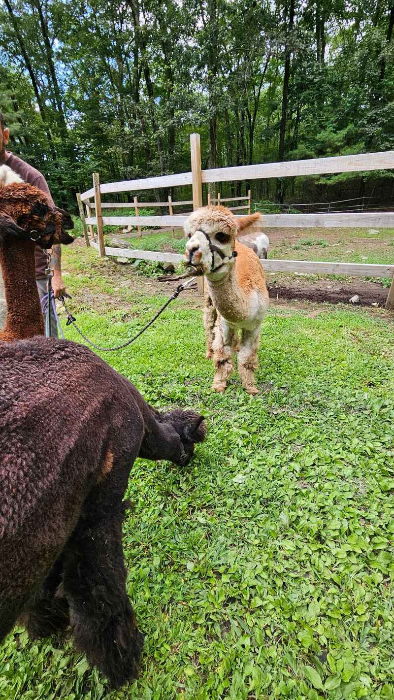 Meet Todd, Larry, and Coffee, the Star Alpacas Meet Todd, Larry, and Coffee, the Star Alpacas