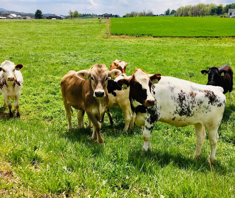 Meet the Farm Animals Meet the Farm Animals