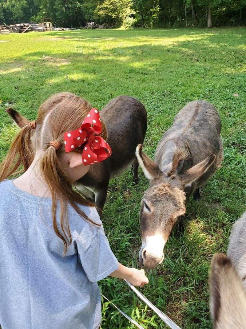 Meet the Friendly Donkeys