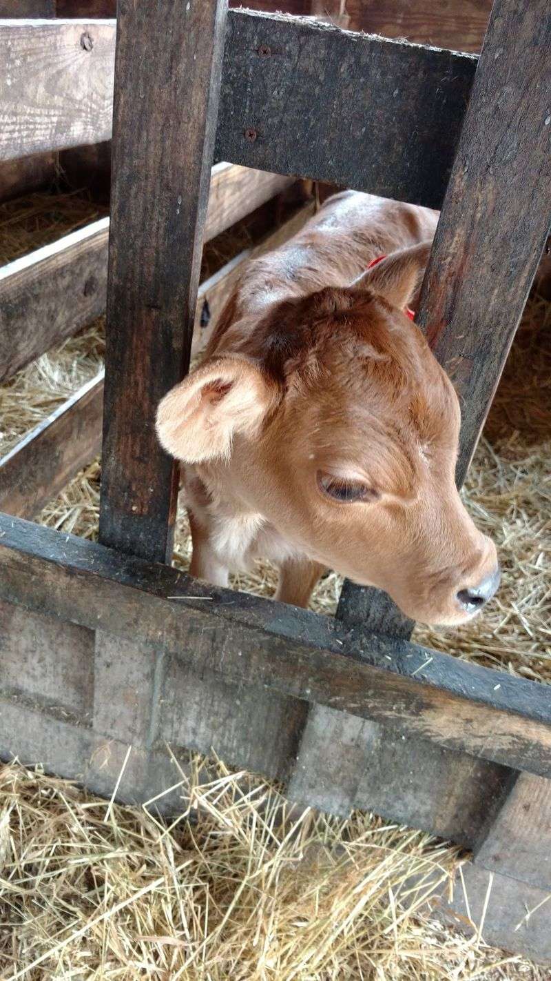 Meet the Girls: Watching the Milking at 2 PM Meet the Girls: Watching the Milking at 2 PM