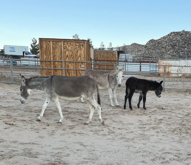 Meet the Goats, Donkeys, and Horses Meet the Goats, Donkeys, and Horses