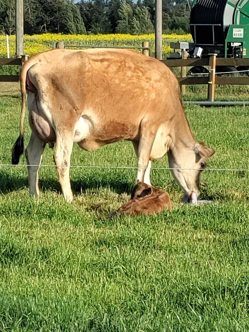 Meet the Jersey Cows and Their A2 Milk