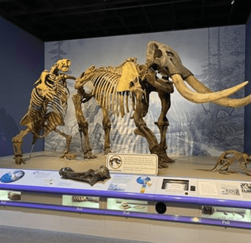 Meet the Star Attraction: A Magnificent Mastodon Meet the Star Attraction: A Magnificent Mastodon