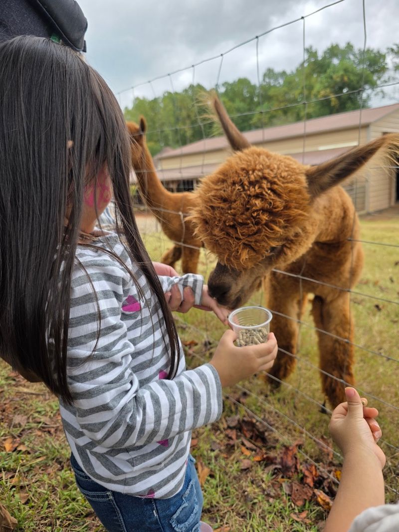 Meet the Stony Point farm behind the guided alpaca walk
