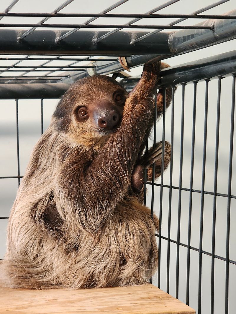 Meeting Tiki the Sloth Meeting Tiki the Sloth