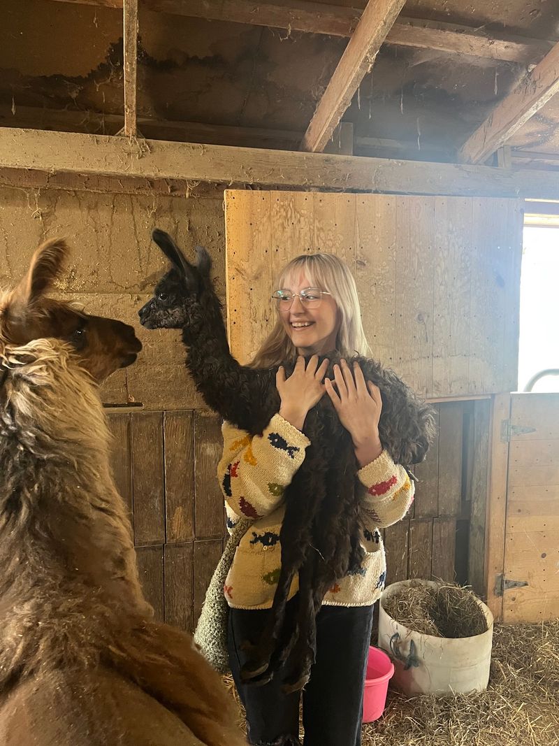 Meeting the Baby Llamas Meeting the Baby Llamas
